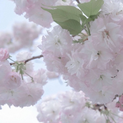 集贤FurryQQ群介绍